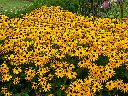 black eyed susan natorps