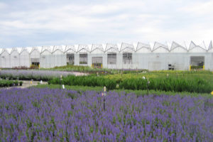 Natorps Nursery in Mason, Ohio