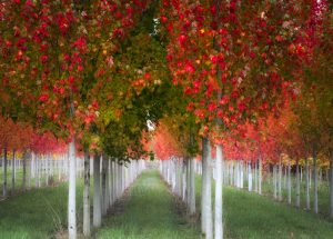 fall trees at Natorp's Nursery