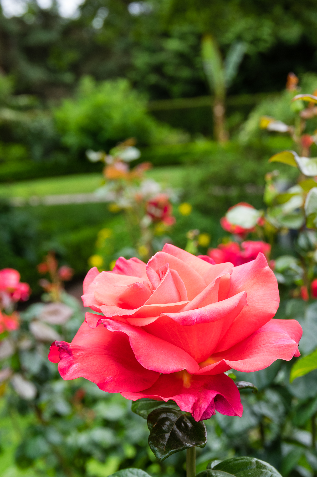 Tips to plant a beautiful rose garden