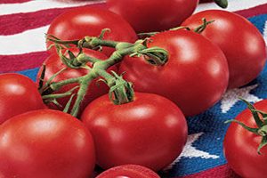 4th of July Tomato