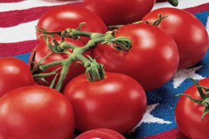 Tomato Gardening in Cincinnati,Ohio