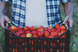 man holding red tomatoes from garden