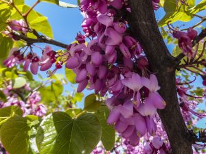 Redbud Cincinnati, Ohio