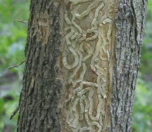 Emerald Ash Borer in Ash Tree in Cincinnati, Ohio