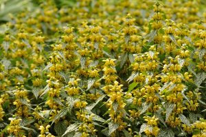 Herman’s Pride Lamiastrum, a shade-tolerant ground cover with yellow flowers for Cincinnati gardens