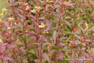 Redbush Honeysuckle