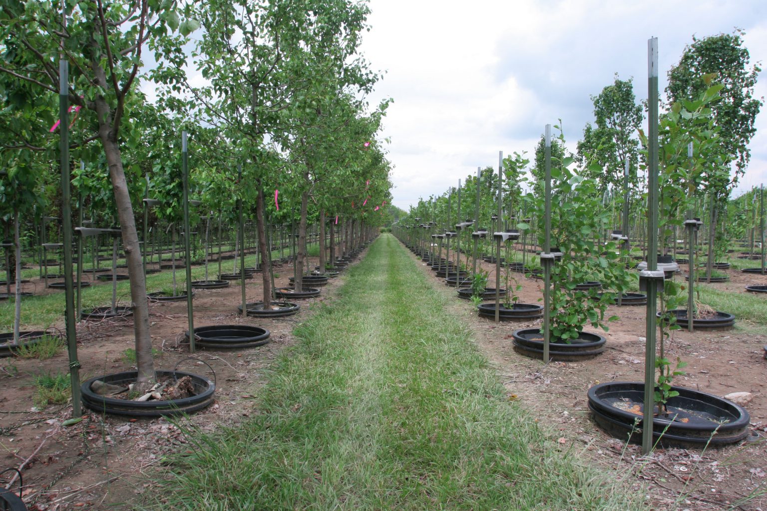 Tree Nursery Growing 33,000 trees in Cincinnati, Ohio