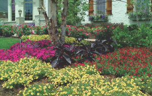 Colorful plants in home entry