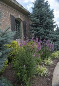 Perennials growing in flower beds