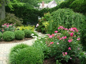 Deadheading perennials for continuous blooms in Cincinnati garden