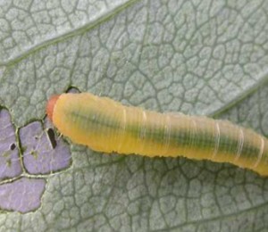 rose slug leaving holes in rose leaf