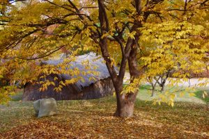 Zelkova Serrata Tree in Fall