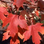 Autumn Fantasy Freeman Maple displaying red and orange fall foliage