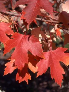 Autumn Fantasy Freeman Maple displaying red and orange fall foliage