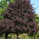 Royal Red Maple with deep red foliage in autumn