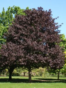 Royal Red Maple with deep red foliage in autumn