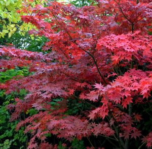 Trees and ornamental trees at Natorp’s Nursery Outlet