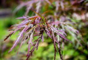 Red Dragon Japanese Maple Tree Close Up