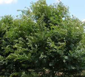 Allee Lacebark Elm featuring unique peeling bark in gray and orangey-brown tones, a fast-growing shade tree for Cincinnati
