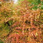 American Hornbeam with yellow orange and red autumn foliage
