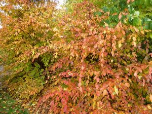 American Hornbeam with yellow orange and red autumn foliage