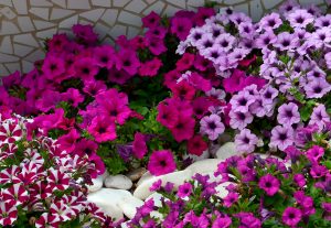 Different Types of Petunias