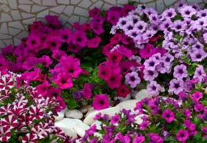 Different Types of Petunias