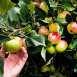 Urban Apple tree growing in a small Cincinnati backyard.