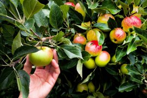 apple picking in garden