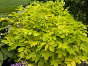 Shade Plant in Cincinnati, Ohio