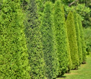 Tree delivery and installation services by Natorp's Nursery Outlet in Cincinnati, Ohio.