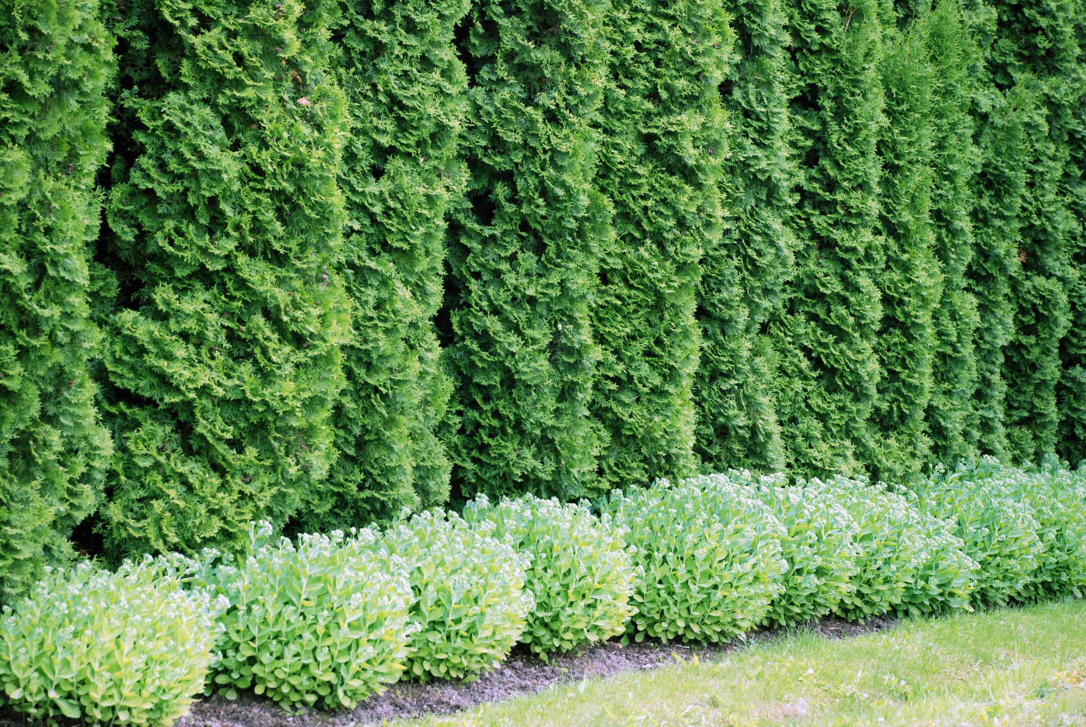 plant delivery and installation, cincinnati, ohio