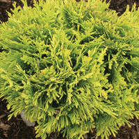 nna’s Magic Ball boxwood alternative near Mason, Ohio