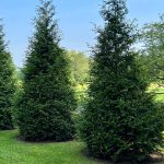 Green Giant Arborvitae privacy screen in Cincinnati