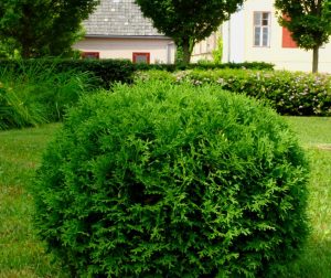Arborvitae boxwood alternative in CIncinnati landscape