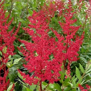 Perennials in Mason, Ohio