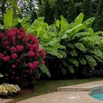 Northern Wonder Banana, hardy banana growing in Cincinnati garden
