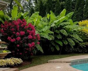 Northern Wonder Banana, hardy banana growing in Cincinnati garden