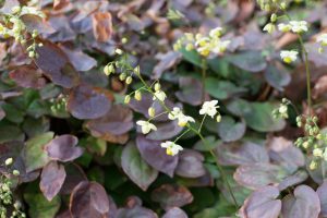 Barrenwort with heart-shaped leaves and vibrant yellow-red flowers, thriving in Cincinnati shade gardens