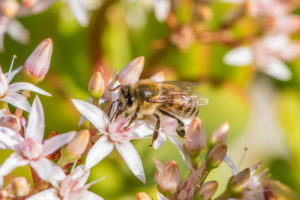 Bees and pollinators in a Cincinnati, Ohio garden