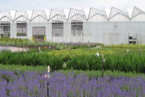 natorps plant nursery with perennials in cincinnati, ohio