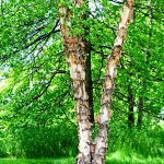 River Birch tree with peeling bark