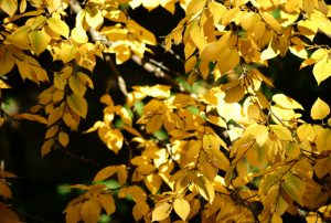 close up river birch growing on tree nursery