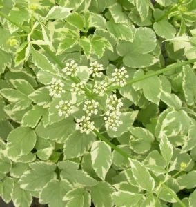 Variegated Bishop’s Weed forming a dense carpet of foliage in a Cincinnati shade garden.