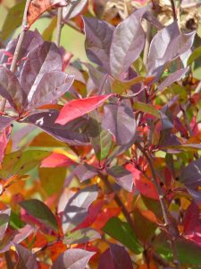 Black Gum tree with glossy green leaves that transition to vivid red, orange, and purple hues in autumn, adaptable to Cincinnati soils