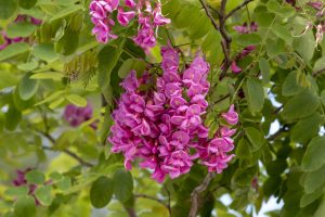 locust tree in cincinnati, ohio