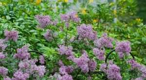 blooming lilac in mason, ohio