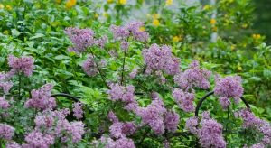 blooming lilac in mason, ohio