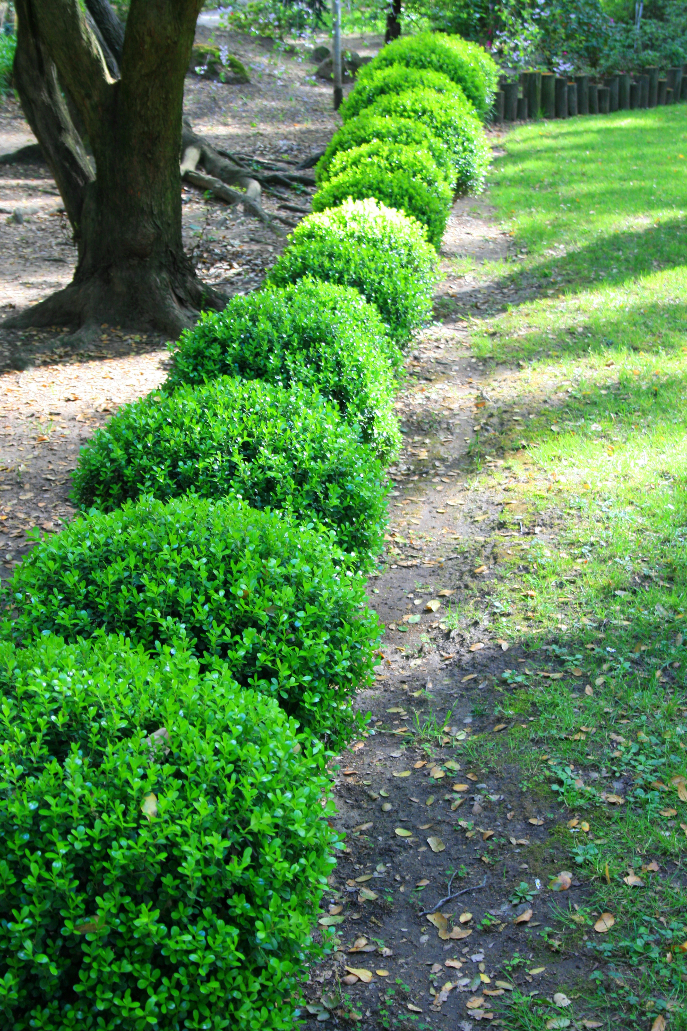 boxwoods growing in landscape